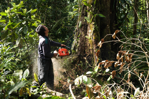 Why Choose Our Tree Removal Services in Countryside, VA?