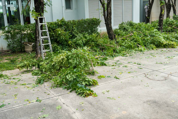 Best Stump Grinding and Removal  in Countryside, VA