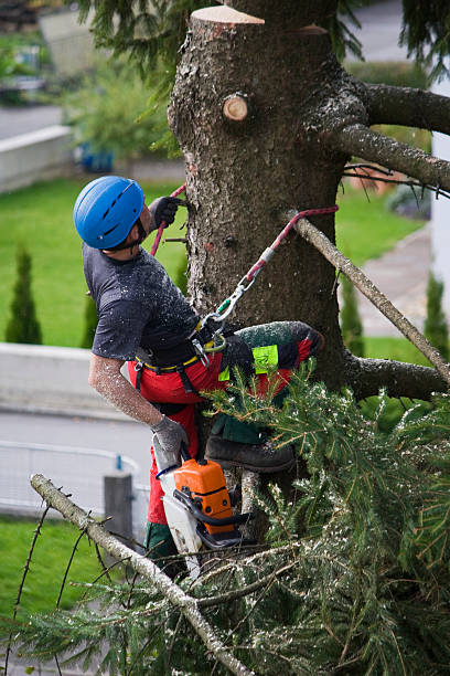 Lawn Pest Prevention in Countryside, VA