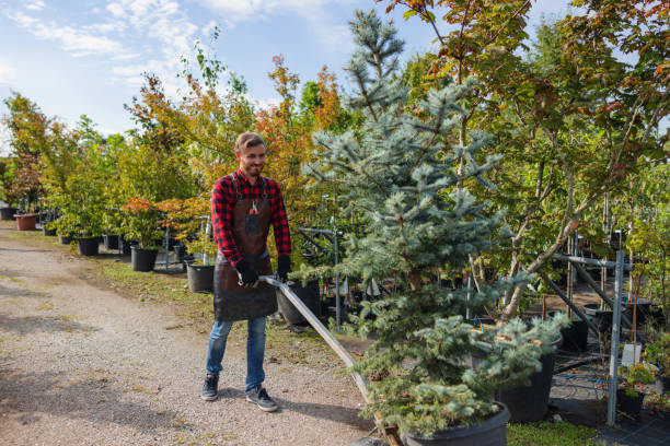 Trusted Countryside, VA Tree Services Experts