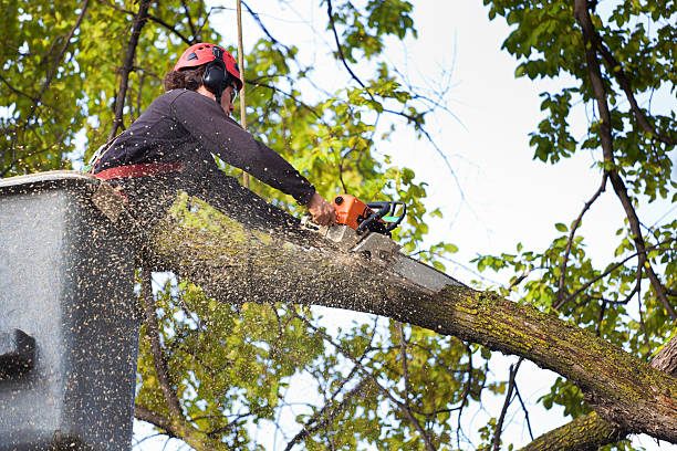 Organic Lawn Care Solutions in Countryside, VA